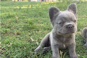 Hazel - French Bulldog for sale