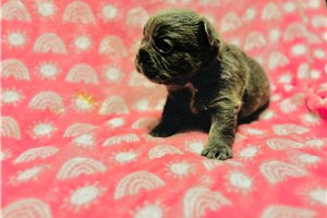 Whimsy - puppy for sale