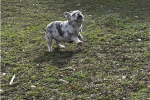 Arlo - French Bulldog for sale