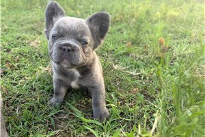 Whimsy - French Bulldog for sale