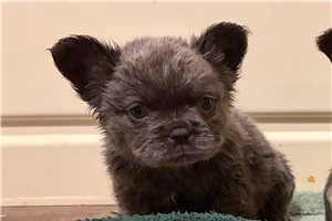 Hazel - French Bulldog for sale