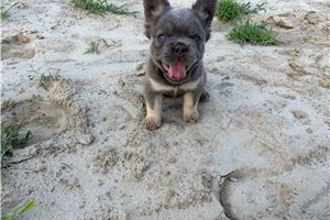 Willow - French Bulldog for sale