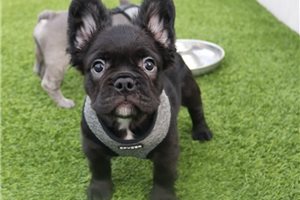 Pudding - puppy for sale