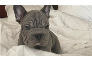 Peanut - French Bulldog for sale