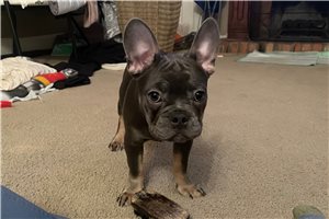 Aiden - French Bulldog for sale