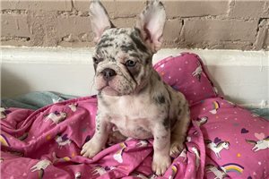 Sophia - puppy for sale