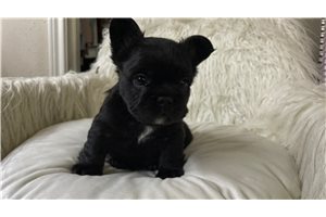 Pudding - French Bulldog for sale