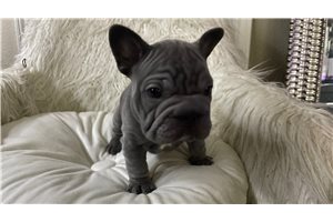 Peanut - puppy for sale