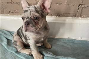 Sebastian - puppy for sale