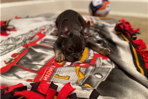 Aiden - French Bulldog for sale