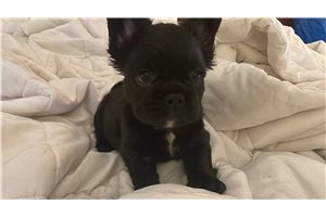Pudding - French Bulldog for sale