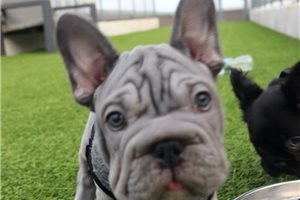 Peanut - French Bulldog for sale