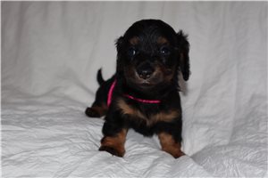 Zola - Dachshund, Mini for sale