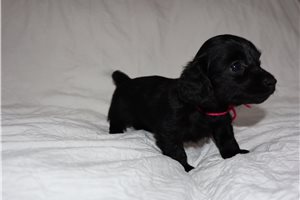 Pixie - puppy for sale