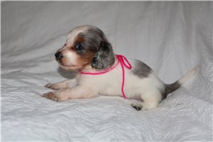 Darla - puppy for sale