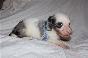 Storm - puppy for sale