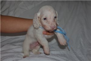 Aspen - puppy for sale