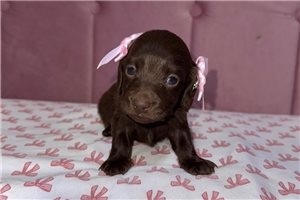 Expresso - puppy for sale