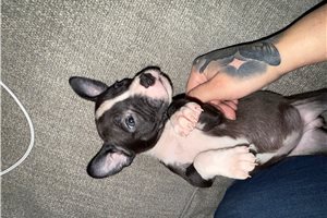 female one - Mixed/Other for sale