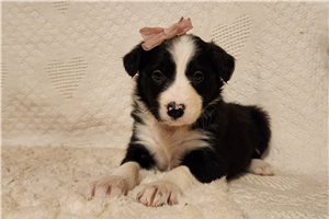 Sophia - Border Collie for sale