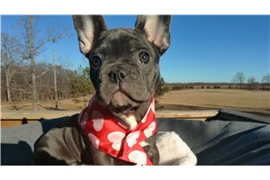 Sevyn - French Bulldog for sale
