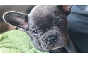 Beanie - French Bulldog for sale