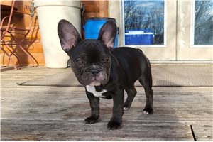 Serena - French Bulldog for sale