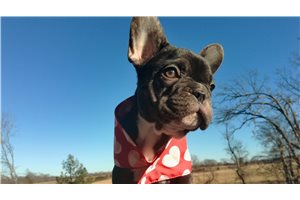 Serena - French Bulldog for sale