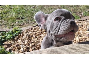 Sonny - French Bulldog for sale