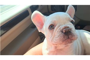 Banjo - French Bulldog for sale