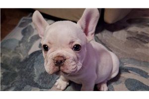 Banjo - French Bulldog for sale