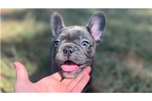 Beanie - French Bulldog for sale