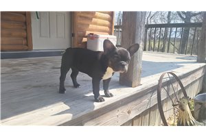 Serena - French Bulldog for sale