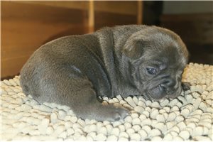 Beanie - puppy for sale