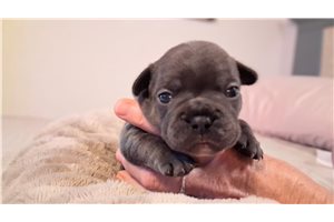Beanie - French Bulldog for sale