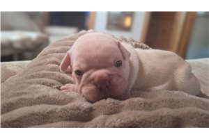 Banjo - French Bulldog for sale