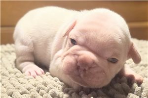 Banjo - French Bulldog for sale