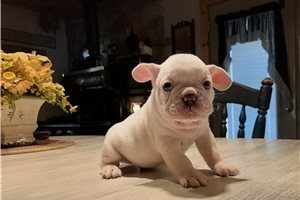 Banjo - French Bulldog for sale