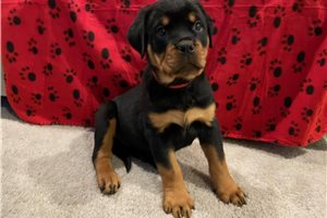 Arya - Rottweiler for sale