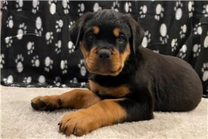 April - Rottweiler for sale