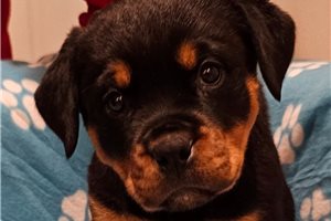 Alana - Rottweiler for sale
