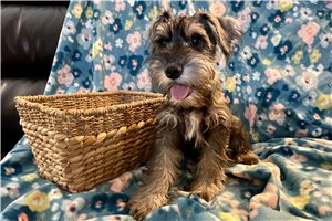 Alicia - Schnauzer, Miniature for sale