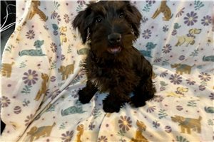 Atticus - puppy for sale