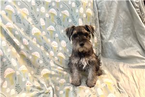 Archie - Schnauzer, Miniature for sale