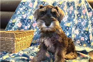 Alec - Schnauzer, Miniature for sale