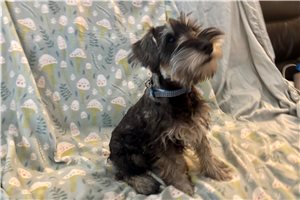 Alec - Schnauzer, Miniature for sale