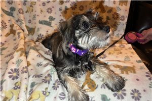 Alicia - puppy for sale