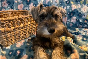 Archie - Schnauzer, Miniature for sale