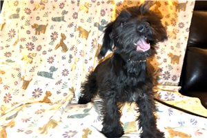 Amelia - Schnauzer, Miniature for sale