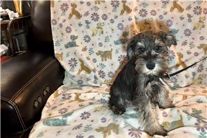 Archie - puppy for sale